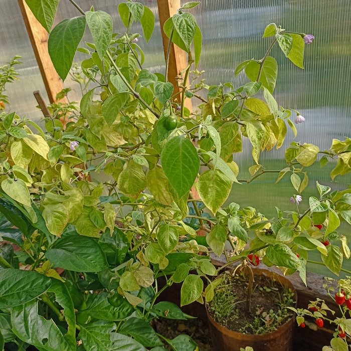 Квест- найди два перца!