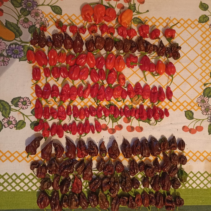 4 хабанерки крупные из семян этого года