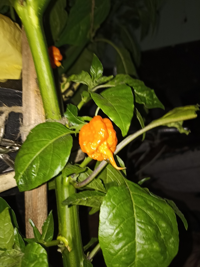 Это в прошлом году.