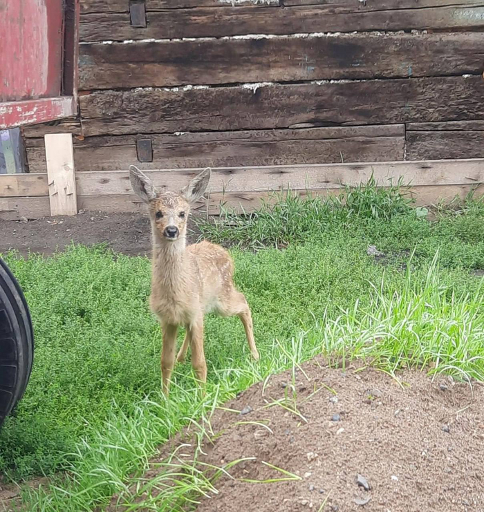А ещё Кузя озорничает — топчет грядки, прячется в помидорах и грызёт огурцы.
