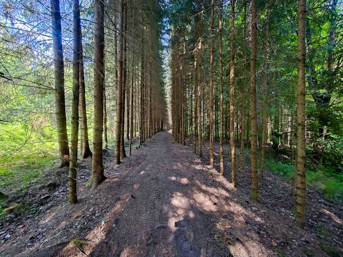 Высаженные аллеи у стоянки