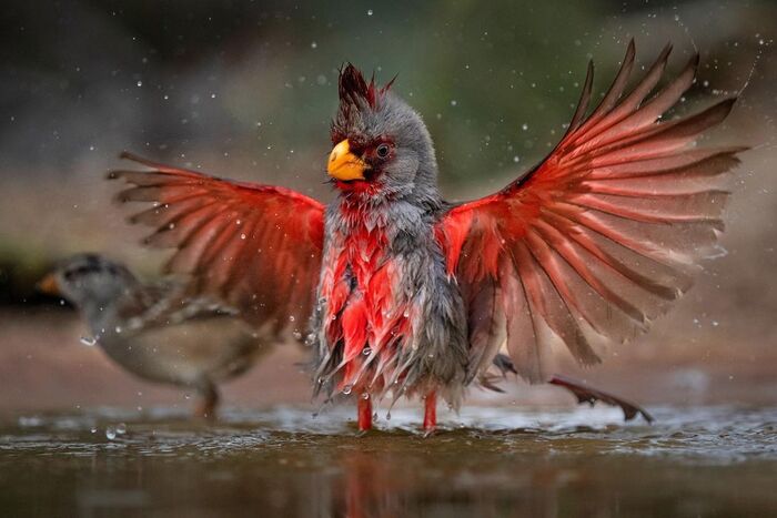 Самец пустынного кардинала