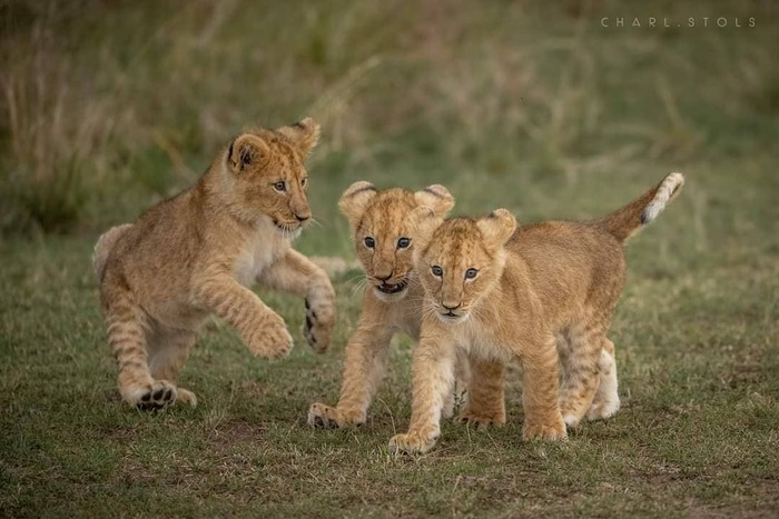 Третий не лишний