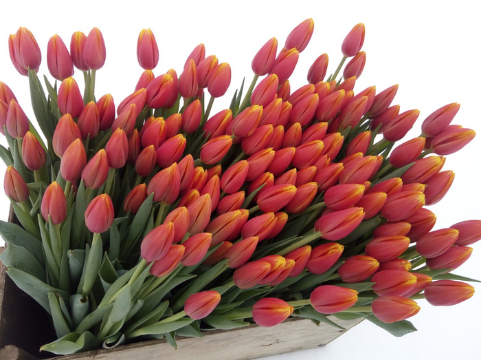 Наши тюльпаны