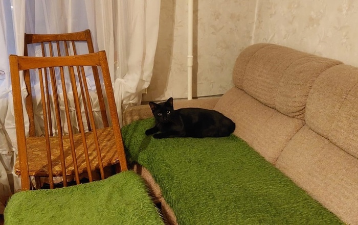 Хозяйский кот не оставил Роме никаких шансов на счастье. Плюшевый Ромео снова в поисках дома Москва, Московская область, Кот, Черный кот, Помощь животным, Помощь, Спасение животных, Пушистые, В добрые руки, Без рейтинга, Бездомные животные, Кошатники, Семейство кошачьих, Длиннопост, Домашние животные, Фотография, Мобильная фотография, Негатив, Сила Пикабу, Видео