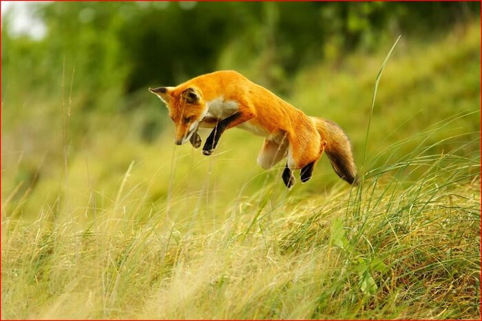 Летний прыг