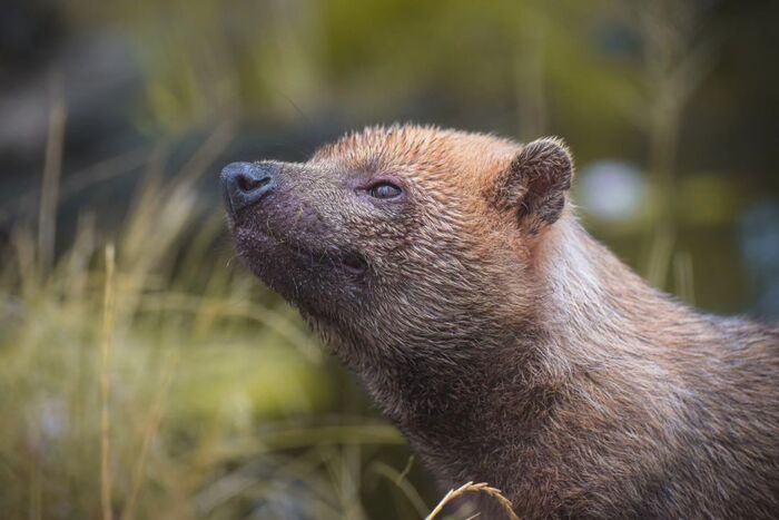 Кустарниковая собака.