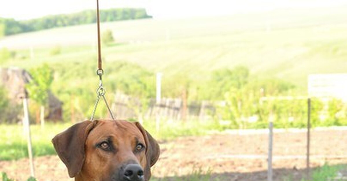 Подозрение на лимфому у собаки. Прошу совет ветеринаров | Пикабу