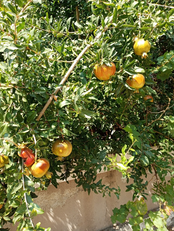 ���������.