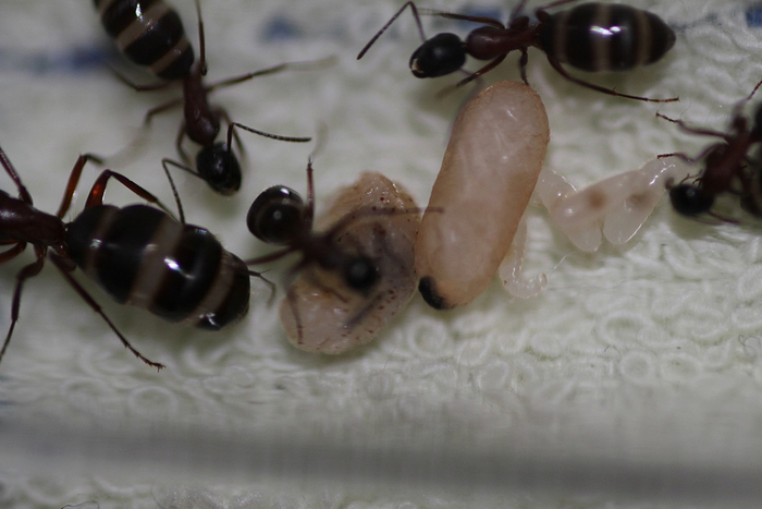 -. Camponotus herculeanus.  4.    , ,  , , , , , , , , 