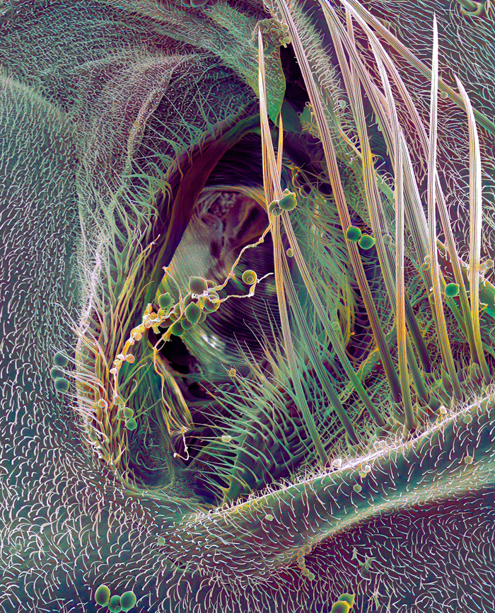 Мошка под микроскопом картинки