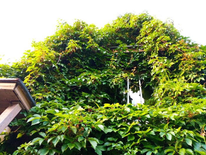 Девичий виноград.