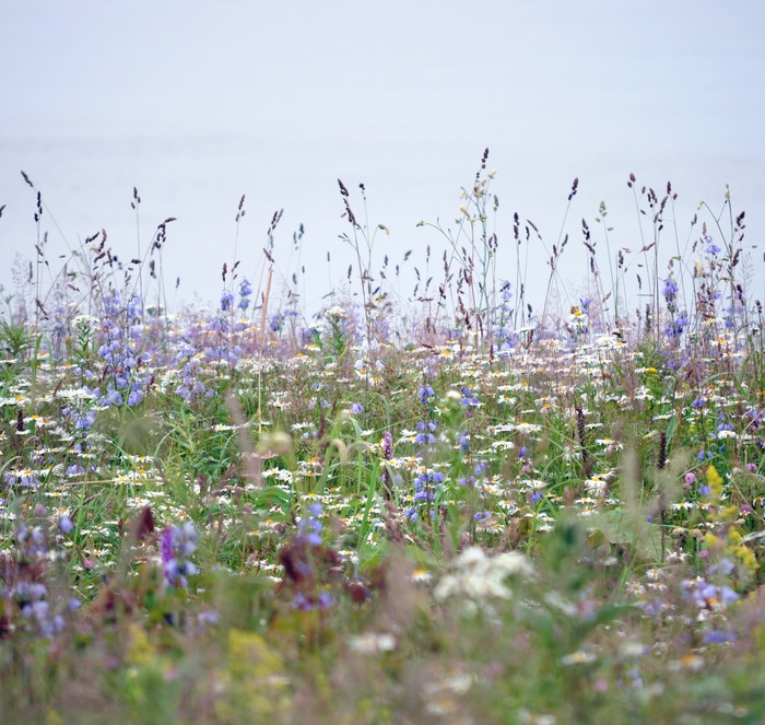 Полевые цветы