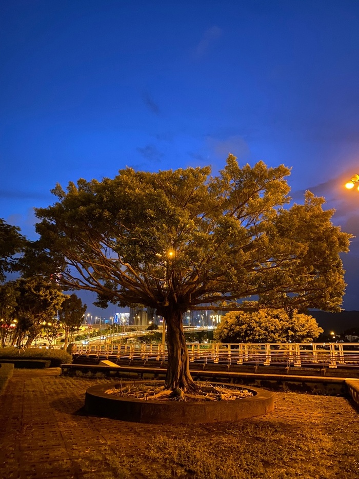 7) Пафосное и крутое дерево, мне что его корни понравились, будто змеи.