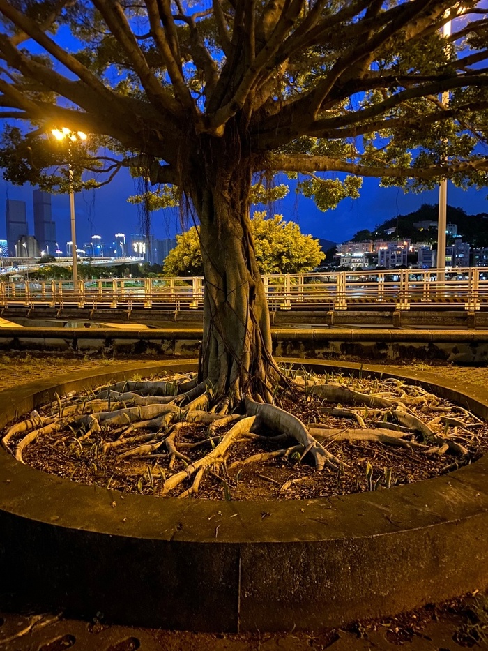 8) Что-то крона какая-то идеальная)