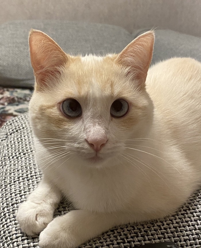 Куда же без помощника)