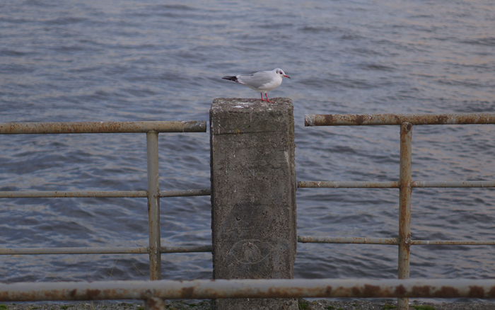 За улов конкурируют чайки