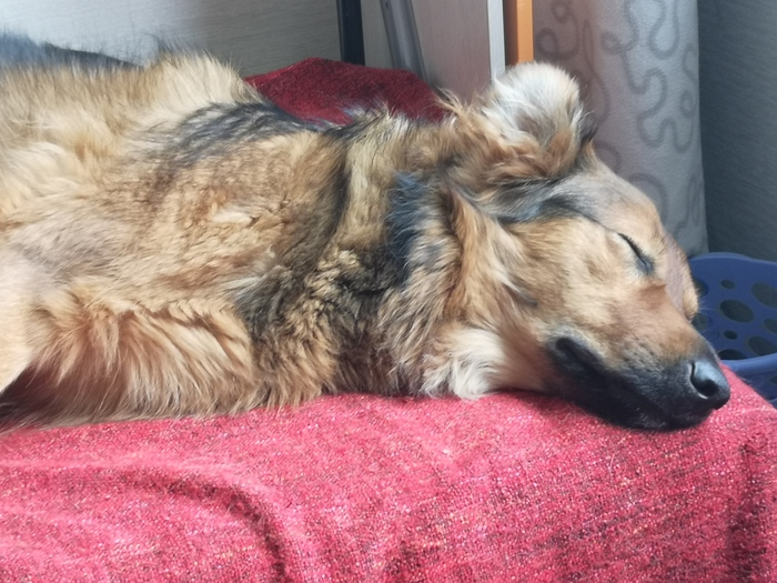 Буч Иваныч. Коты и самокаты