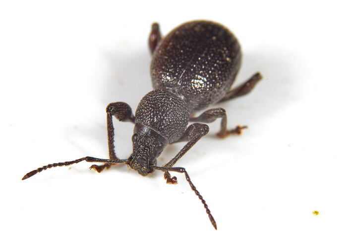 Otiorhynchus ovalipennis