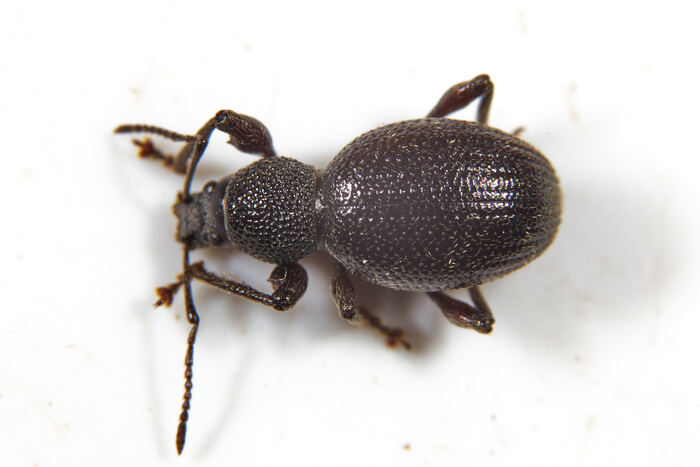 Otiorhynchus ovalipennis