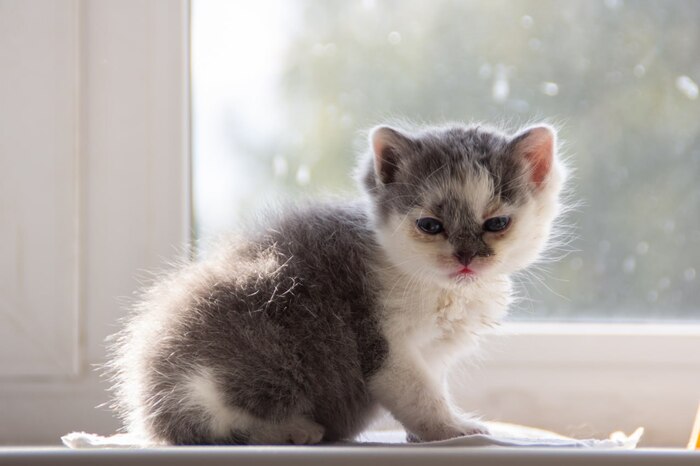 Подобрыш. Сеня Шу. Начало