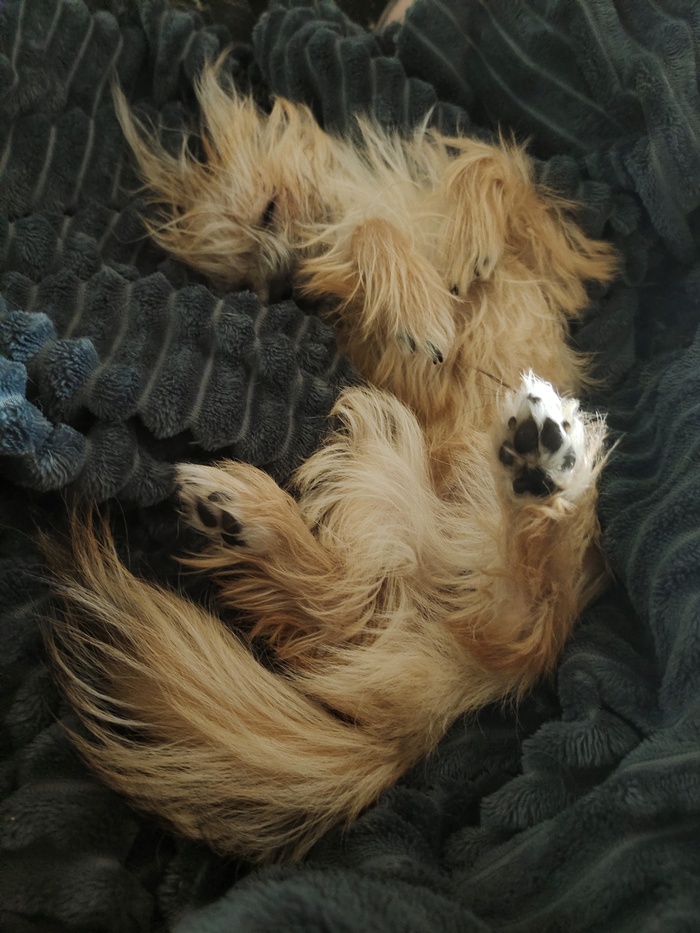 Сушка любит спать в странных и смешных позах.