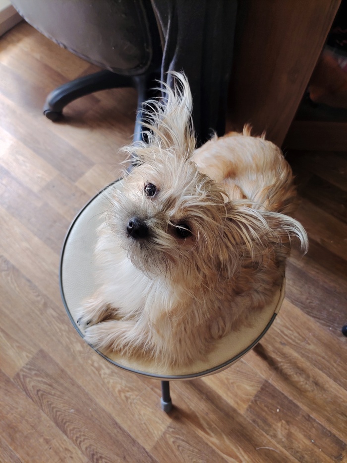 Это Сушка. Он метис чиха и йорка. Возраст 9 месяцев.