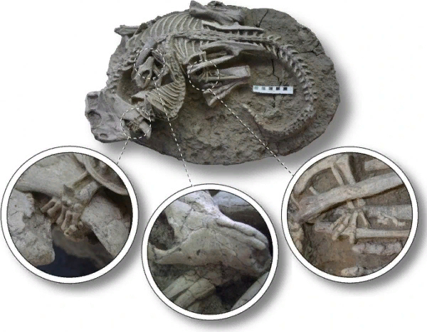 Репеномам (Repenomamus robustus Li et al., 2001) и пситтакозавр (Psittacosaurus lujiatunensis Zhou e