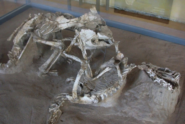 "Сражающиеся динозавры" - легендарная окаменелость