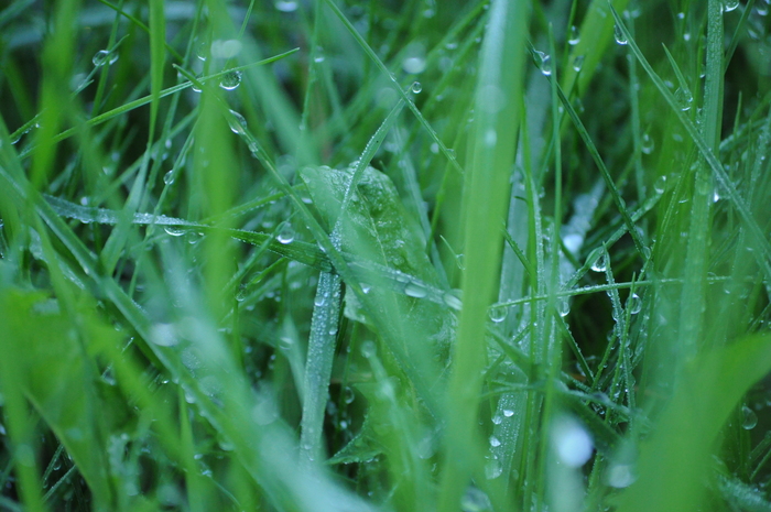 Зелено-травное