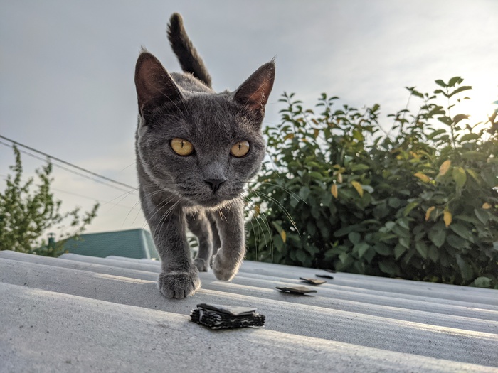 ����� ������� ���� ��������