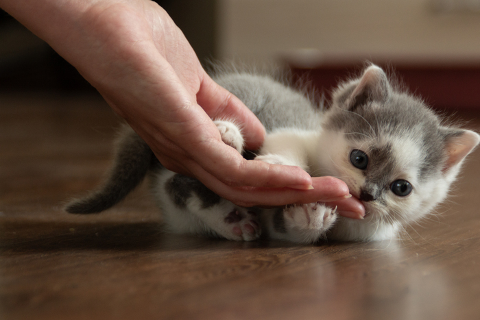 Рука! Грызть!