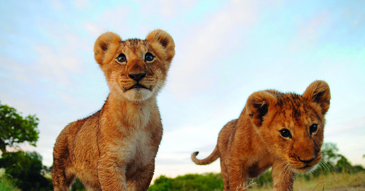 Красивый львенок. Красивый львенок. Как называется львенок. Львица и львенок. Лев львица и львенок.
