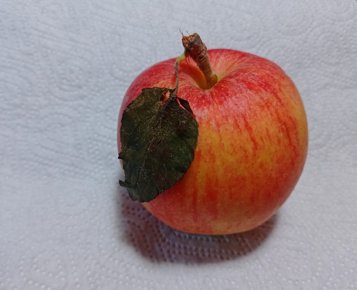 ������ �������