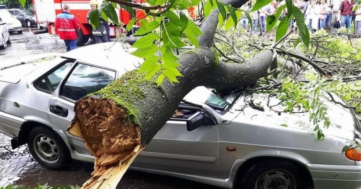 Повезло весной. Дерево упало на авто. Падение дерева на машину. Упавшее дерево на машину. Упавшие деревья на машину.