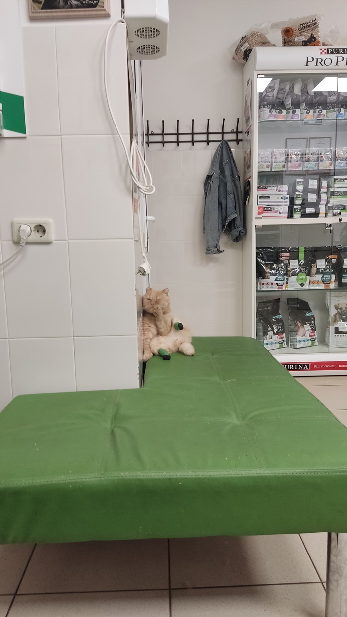 Котий релакс | Пикабу