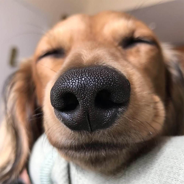 Назначение ноздрей собак