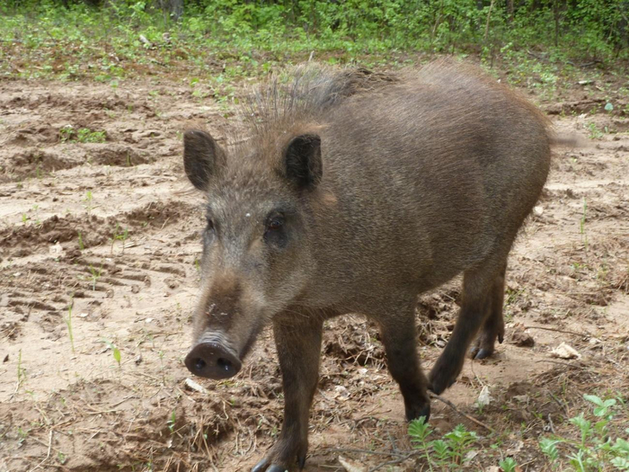 Это не пятачок, а целый пятак!