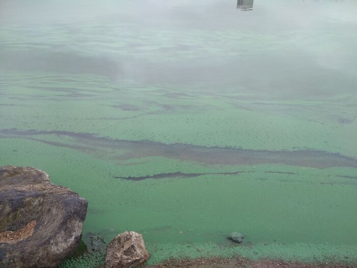 Предположительно, в воду могли слить токсичные сбросы. Другое объяснение, что в воде завелись опасные цианобактерии. То и другое смертельно вредно для жизни человека!