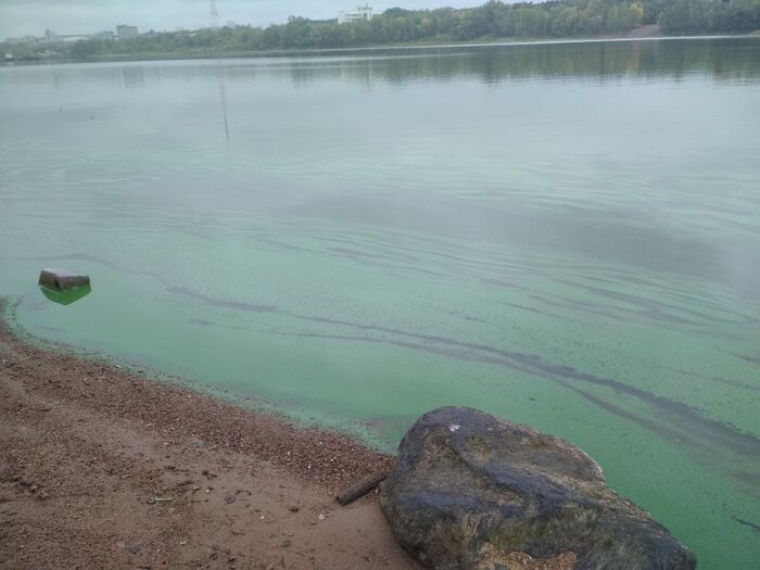 Зеленое вещество распространилось по берегу заводи и по всей площади воды.
От воды заметно пахнет отходами.