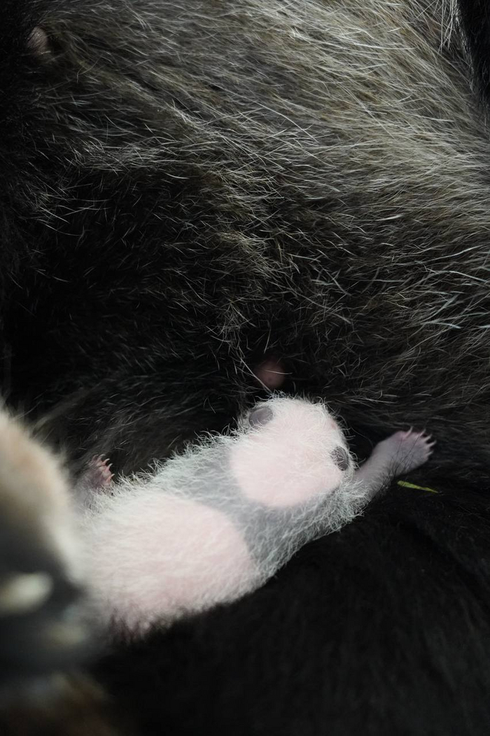 Медвежонок заметно потемнел в нужных местах