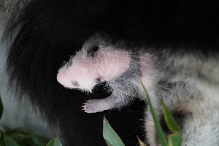 С каждым днём малыш набирает около 30 грамм)