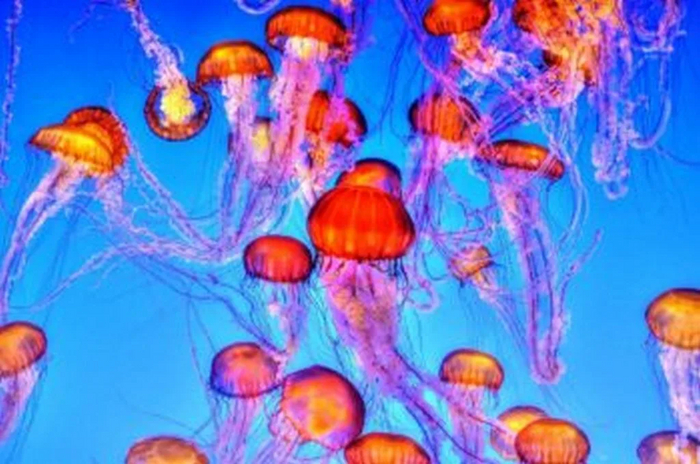 Плантелл модифицирует растения с помощью зеленого флуоресцентного белка, который происходит от медузы Aequorea victoria (без изображения), для отслеживания признаков стресса (с разрешения Фрэнсиса Тейлора /Unsplash)