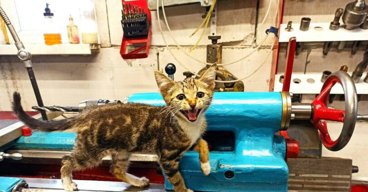 Котики на заводе