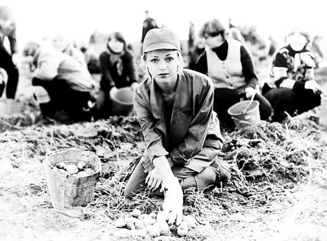 СЛАВА: НА КАРТОШКЕ