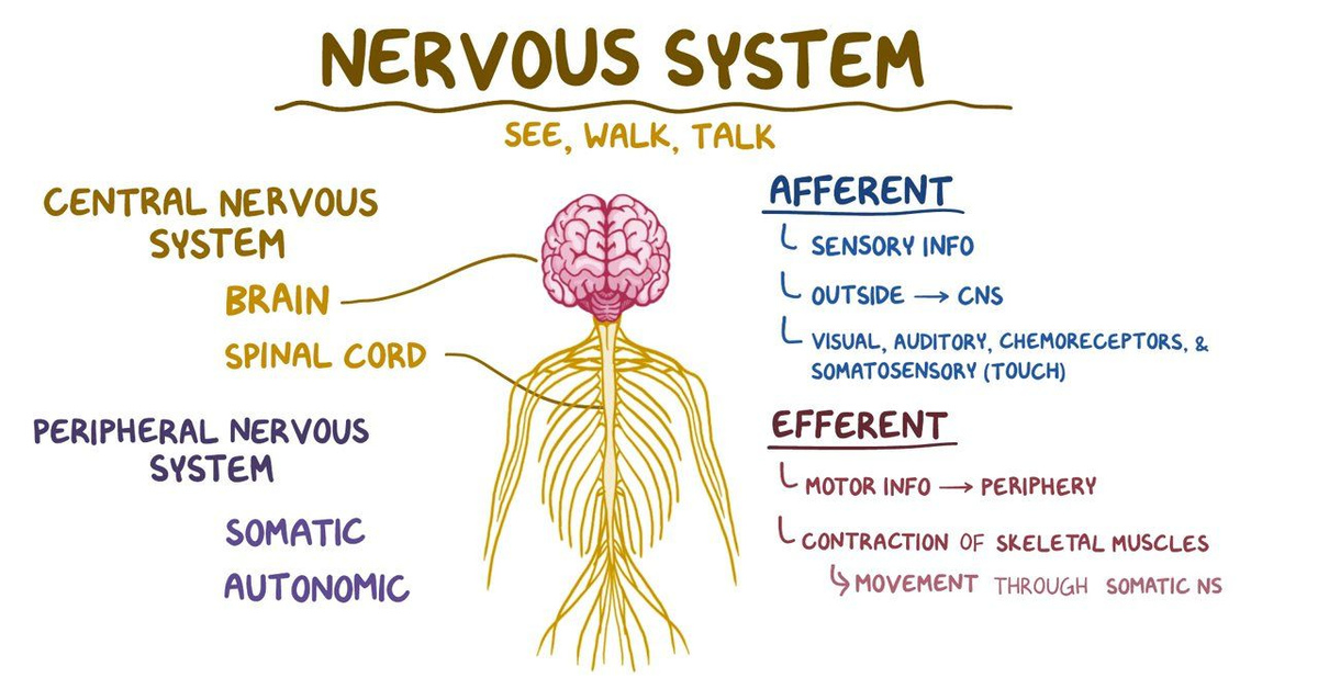 Нервная система латынь