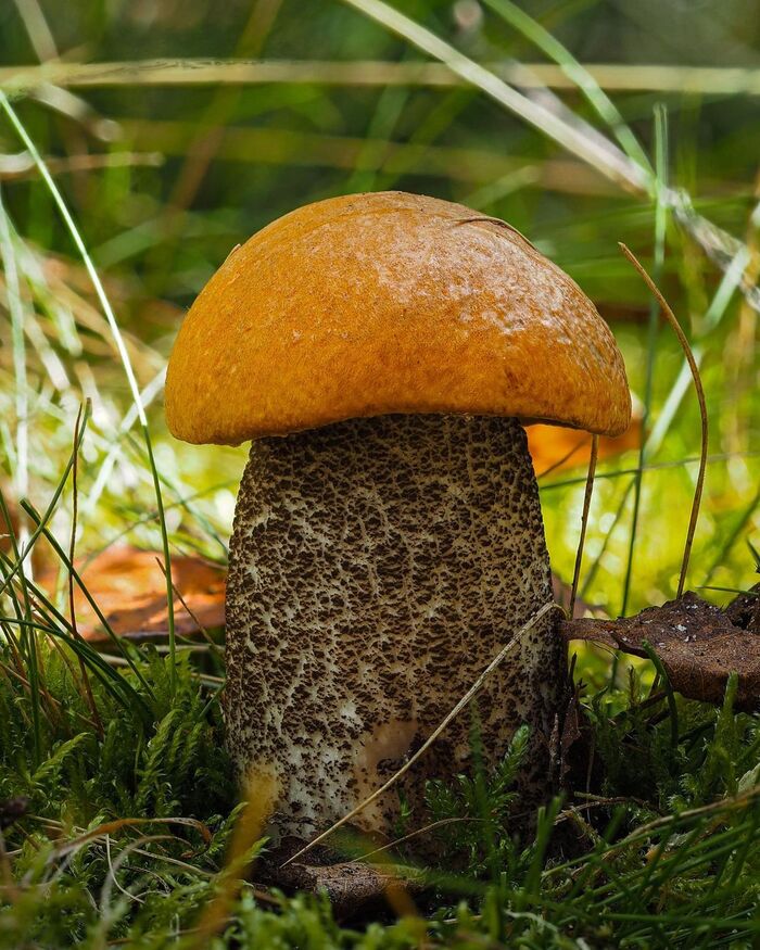 Leccinum scabrum.