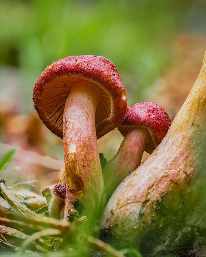 Tricholomopsis rutilans.