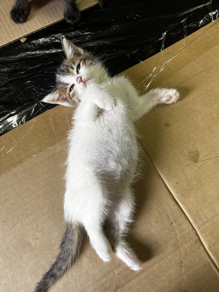 �����-�������, 600 ��. ���.��.�������.����. ������� ������ � ����� � �������� �������� ���������� �������������. ����� ����� ����������� � ���� �� �����.