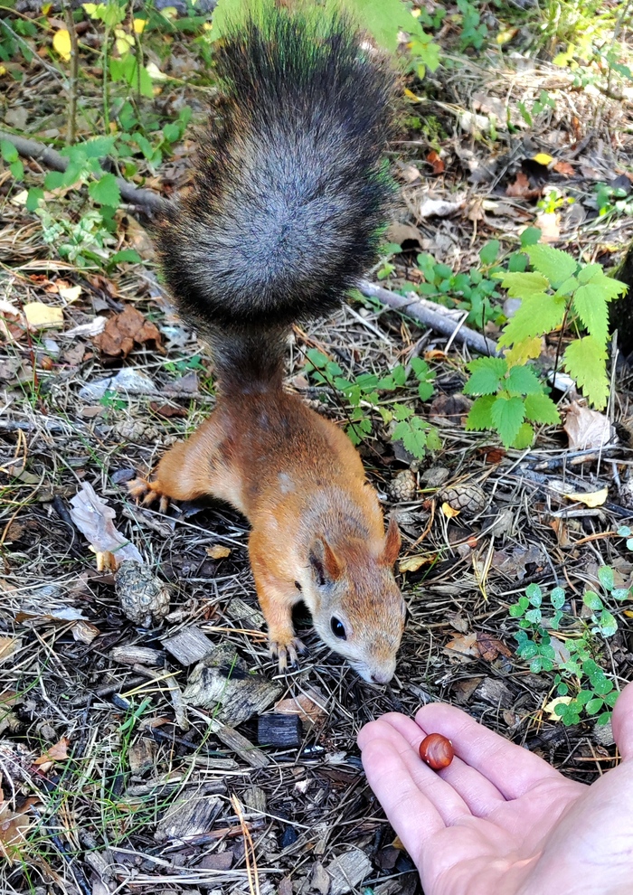 Просто белочка